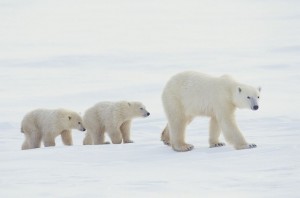 polarBearFam1085074